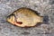 Live freshwater fish carp