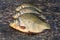 Live freshwater fish crucian