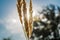 Live Golden spikes. Natural background of vegetation through the rays of the sun. In the background the sky and greens.