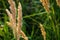 Live Golden spikes. Natural background of vegetation through the rays of the sun. In the background the sky and greens.