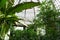 Live green tropical plants in conservatory, ecological development of planet