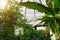 Live green tropical plants in conservatory, ecological development of planet