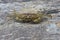 Live Grey Swimming Crab Posed on a Beach Rock