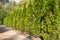 Live hedge from Thuja western Smaragd