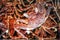 Live Japanese King crab Taraba in water at Sapporo fish market,