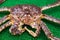 Live Japanese king crabs at retail market in Hokkaido, Japan
