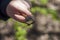 A live large snail in a child`s hand. He holds and carefully examines the snail in his hand