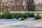 Live natural Christmas trees at the street Christmas tree market. Background with copy space for text