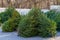 Live natural Christmas trees at the street Christmas tree market. Background with copy space for text