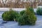 Live natural Christmas trees at the street Christmas tree market. Background with copy space for text