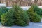 Live natural Christmas trees at the street Christmas tree market. Background with copy space for text