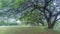 Live oak canopy