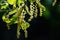 Live Oak leaves and inflorescence Quercus agrifolia on a dark background, south San Francisco bay area, California