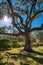 A live oak with Spanish moss, and resurrection ferns with sunlight streaming through.