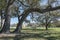 Live Oak Tree.