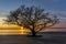 Live Oak Tree Growing on a Georgia Beach at Sunset