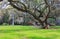 Live Oak Tree Hanging Moss Charleston South Carolina