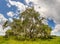Live Oak tree in Myakka River State Park Sarasota Florida