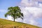 Live oak tree Quercus agrifolia up on a hill; cloudy sky background; South San Francisco bay area, San Jose, California
