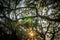 Live Oak Tree with Quercus virginiana and Spanish Moss at sunset