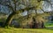 Live Oak Tree Shades Rural Abandoned Barn