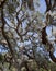 Live Oak Tree and Spanish Moss