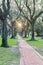 Live oak tree tunnel canopy in Houston, Texas, USA at sunrise