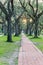 Live oak tree tunnel canopy in Houston, Texas, USA at sunrise