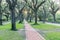 Live oak tree tunnel canopy in Houston, Texas, USA at sunrise