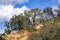 Live Oak trees covered in California`s State Lichen Lace lichen; Ramalina Menziesii, Henry W. Coe State Park, California