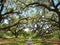 Live oak trees covered with spanish moss creating canopy