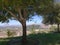 Live Oak Trees & Open Country Landscape
