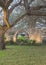 Live Oak Trees and Spanish Mission Wall