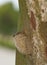 Live Oak Tussock caterpillar (Orgyia detrita) cocoon on a Crepe Myrtle tree.