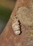 Live Oak Tussock moth (Orgyia detrita) emerging from a cocoon.