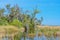 Live Oaks with Mexican Moss at Savannah National Wildlife Refuge in Hardeeville, Jasper County, South Carolina USA