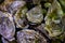 Live oysters filter flowing water close up