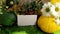 Live postcard with vegetables. Still life with pumpkins and flowers. Ripe yellow and green striped pumpkins lie on the table among