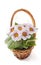 Live primrose in a decorative basket