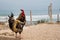 Live rooster on the background of the ocean and sky