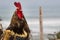 Live rooster on the background of the ocean and sky