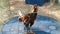 Live rooster pacing under a wire dome at a market