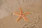 Live Sea star in the sand