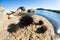 Live sea urchins lie on a rock