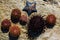 Live sea urchins and star