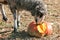 A live sheep eats a pumpkin