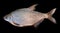 Live silver bream isolated on black background