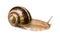 Live snail cutout on white