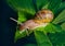 Live snail eating in the green leaves drenched by rain