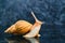 Live snail looking up on a smooth black surface against a dark background